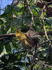 Ploceus castaneiceps