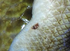 Conchoderma virgatum