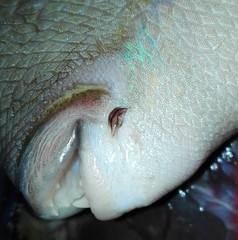 Conchoderma virgatum