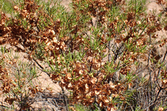 Dodonaea lobulata