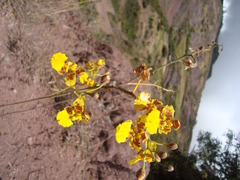 Vitekorchis excavata