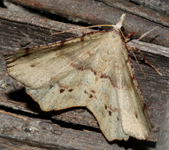 Rhinodia rostraria