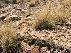 Eriogonum lonchophyllum