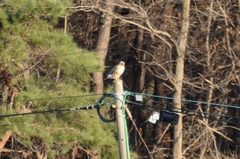 Buteo japonicus