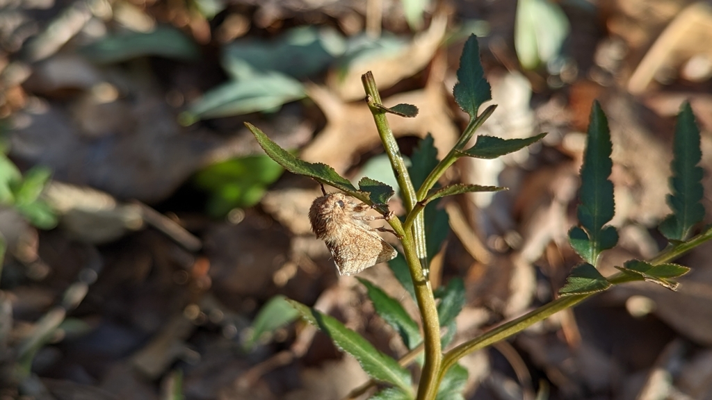 Fawn Sallow