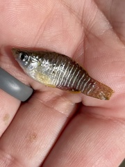 Fundulus xenicus