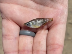 Fundulus xenicus