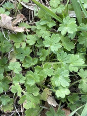 Ranunculus parviflorus