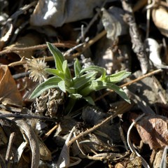 Zinnia grandiflora
