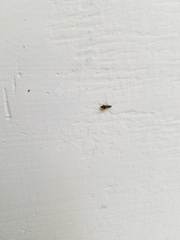 Anthocomus equestris