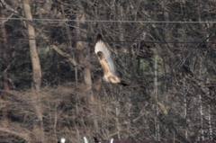 Buteo japonicus