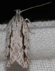 Eulechria xeropterella