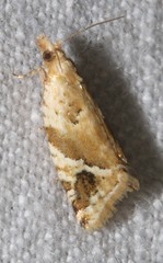 Euphona euphona