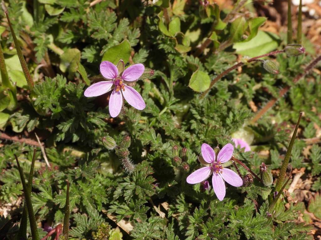 Redstem Stork's-bill from Zhanshan, Qingdao, Shandong, CN on March 28 ...