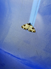 Melanthia procellata