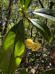 Exobasidium symploci