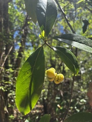 Exobasidium symploci