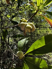 Exobasidium symploci