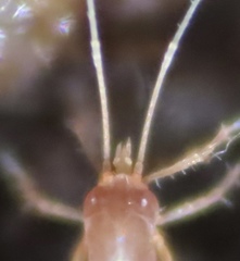 Cocceupodidae