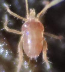 Cocceupodidae