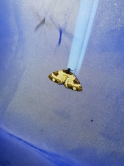 Melanthia procellata