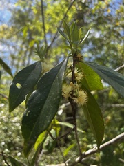 Symplocos tinctoria image
