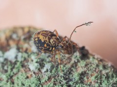 Ptenothrix renateae