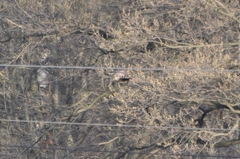 Buteo japonicus