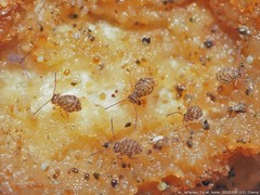 Ptenothrix marmorata