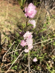 Prunus glandulosa