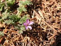 Erodium cicutarium