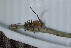 Ophiocordyceps camponoti-floridani