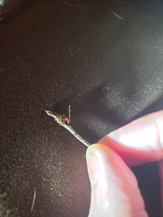 Ophiocordyceps camponoti-floridani