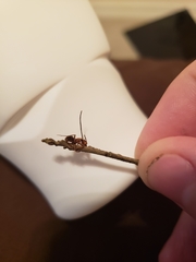 Ophiocordyceps camponoti-floridani