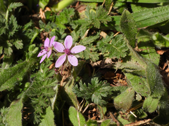 Erodium cicutarium