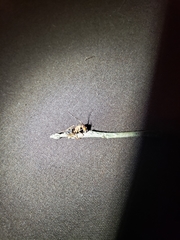 Ophiocordyceps camponoti-floridani