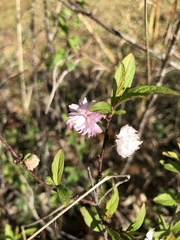 Prunus glandulosa