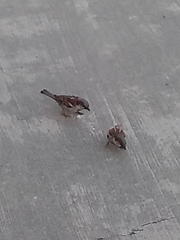Passer domesticus