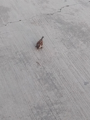 Passer domesticus