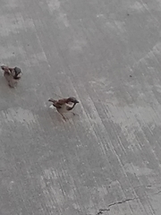 Passer domesticus