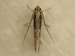 Tinea pallescentella