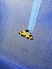 Melanthia procellata