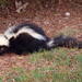Eastern Striped Skunk - Photo (c) David Mantack, some rights reserved (CC BY-NC), uploaded by David Mantack