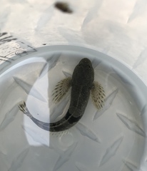 Cottus aleuticus