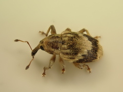 Aneuma compta