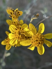 Bahiopsis microphylla