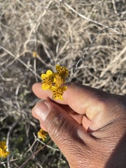 Bahiopsis microphylla