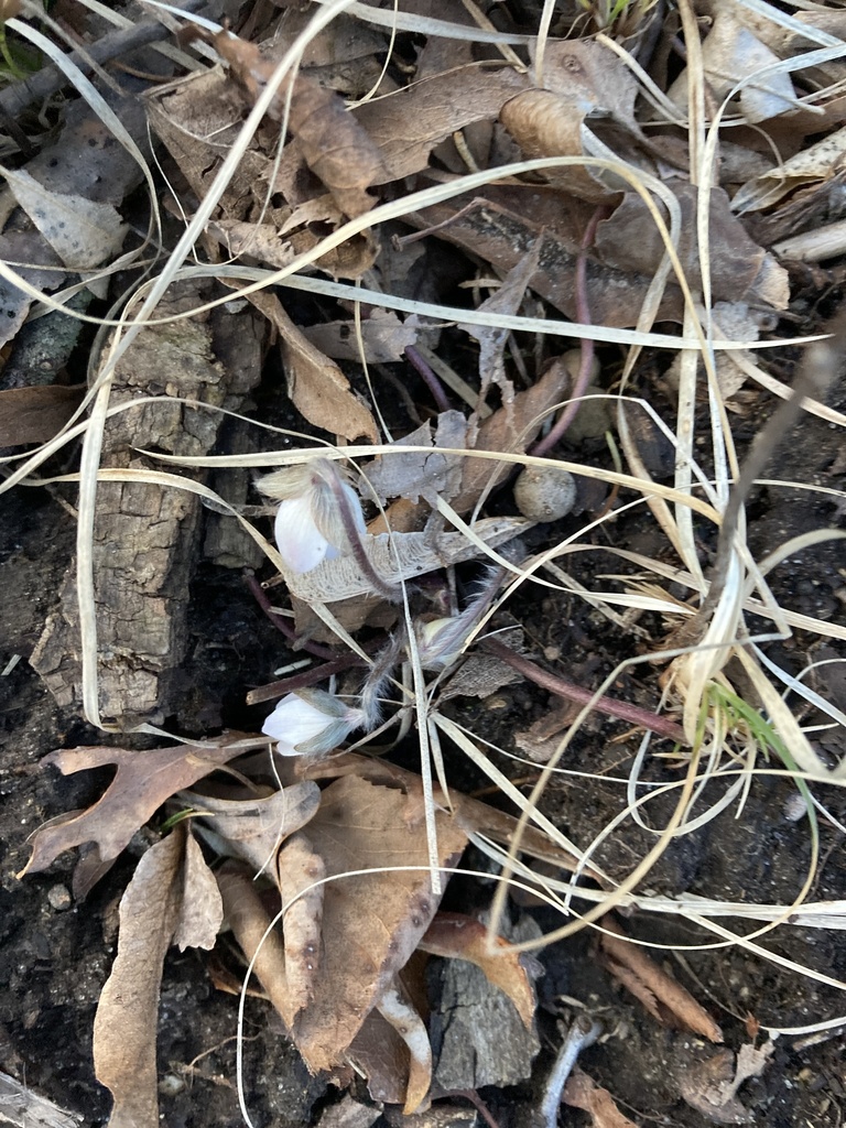 sharp-lobed hepatica from Ledges State Park, Madrid, IA, US on April 1 ...