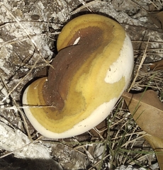Ganoderma
