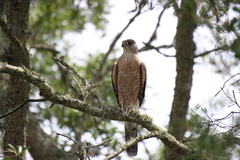 Accipiter cooperii